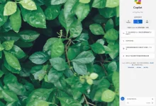 升级到Windows 11 23H2并开启Copilot-子痕的博客